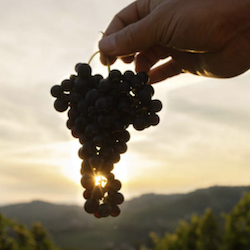 Study: The Fruit of the Spirit